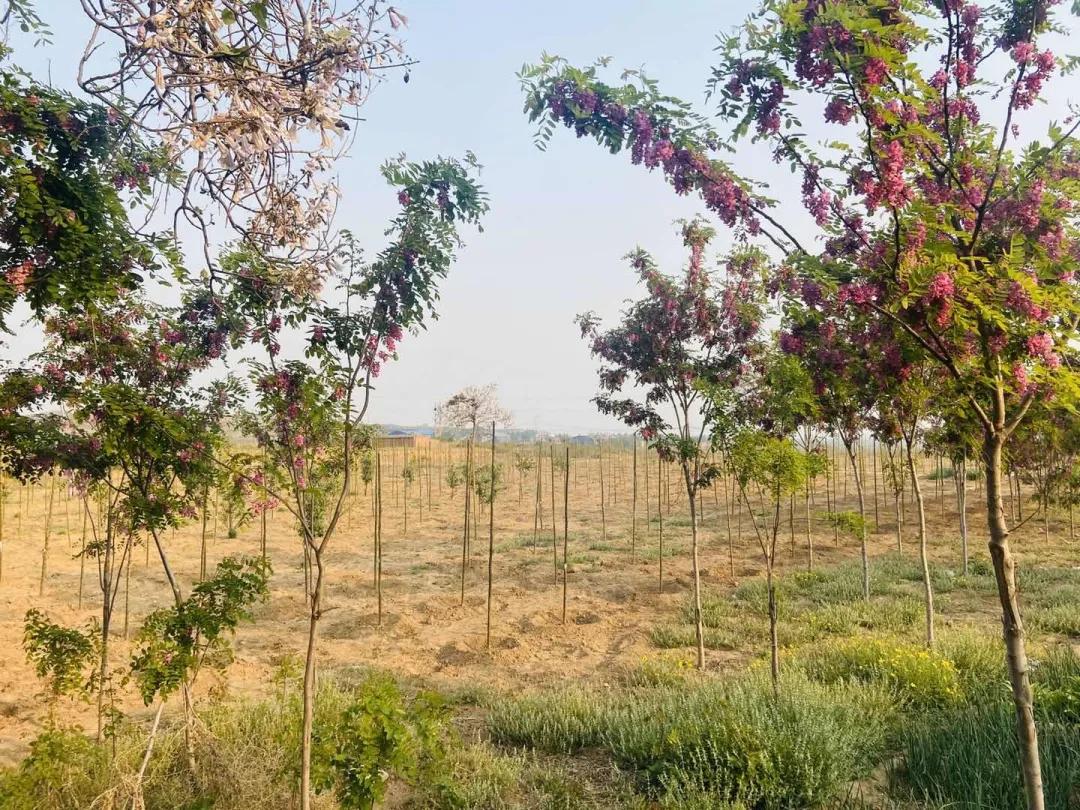 峰峰矿区哪个乡镇最好,峰峰美丽乡村都有哪些