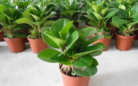 碧玉怎么养才正确,碧玉的养殖方法和注意事项