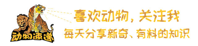 伊比利亚猞猁vs欧亚猞猁,伊比利亚猞猁为什么会濒危