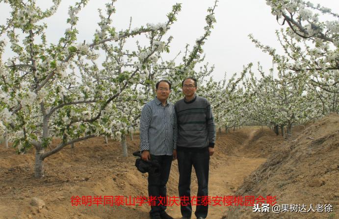 樱桃好吃树难栽，已经过时了，关键是要掌握好这些标准管理技术