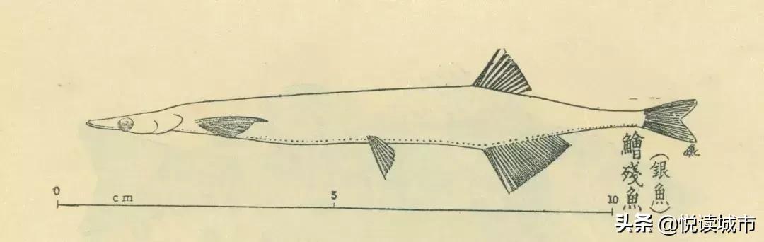 上海河道有什么好吃的鱼,上海好吃的鱼种有哪些鱼