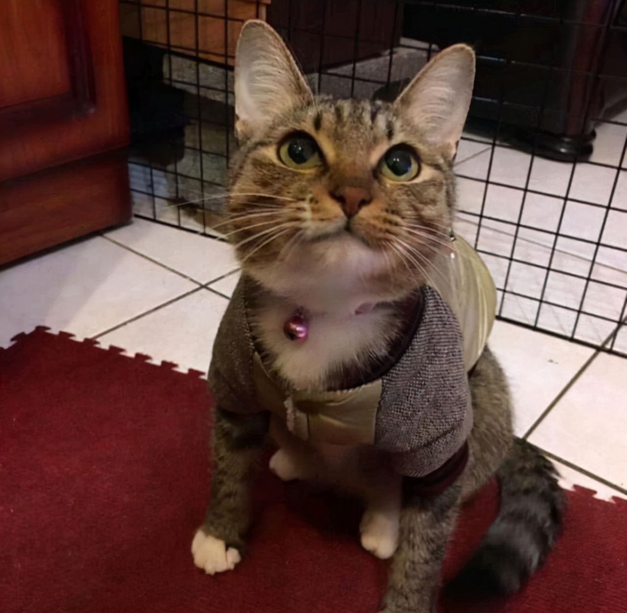 被怀孕猫咪碰瓷,被怀孕母猫碰瓷