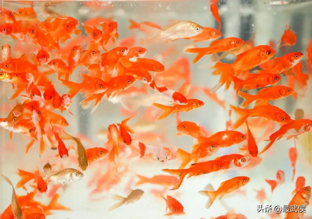 超便宜！成都铁轨下的花市5元买回一个春天！