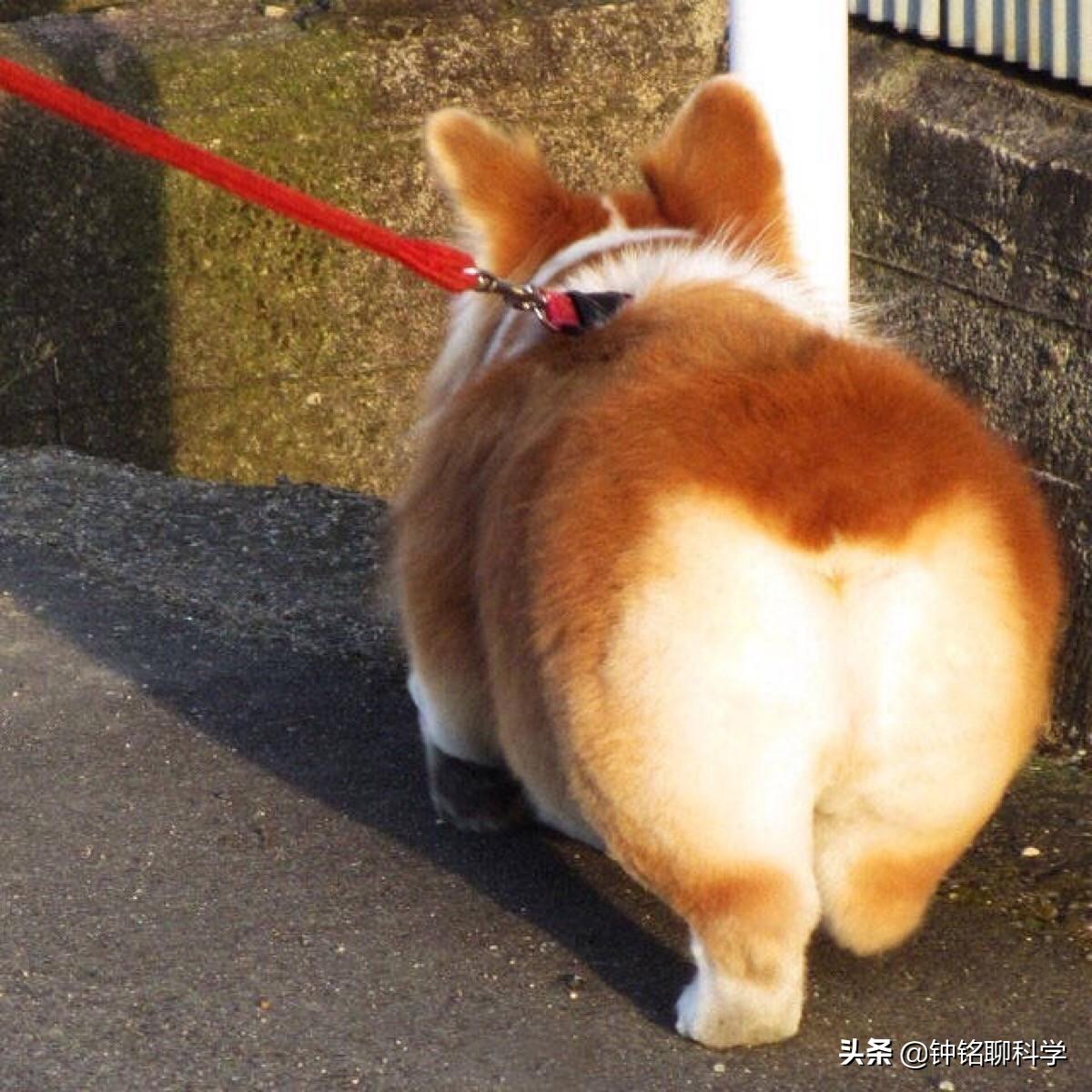 人类菊花四周为什么会有毛，有什么用途吗？