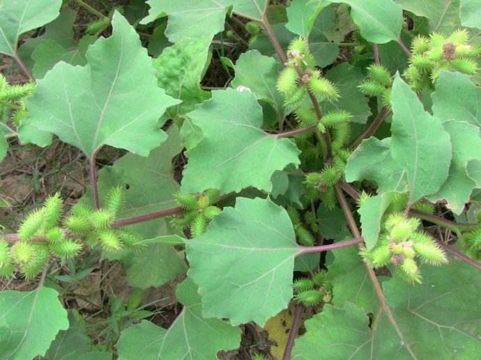 3种植物很“黏人”，一旦被粘住，半天弄不完