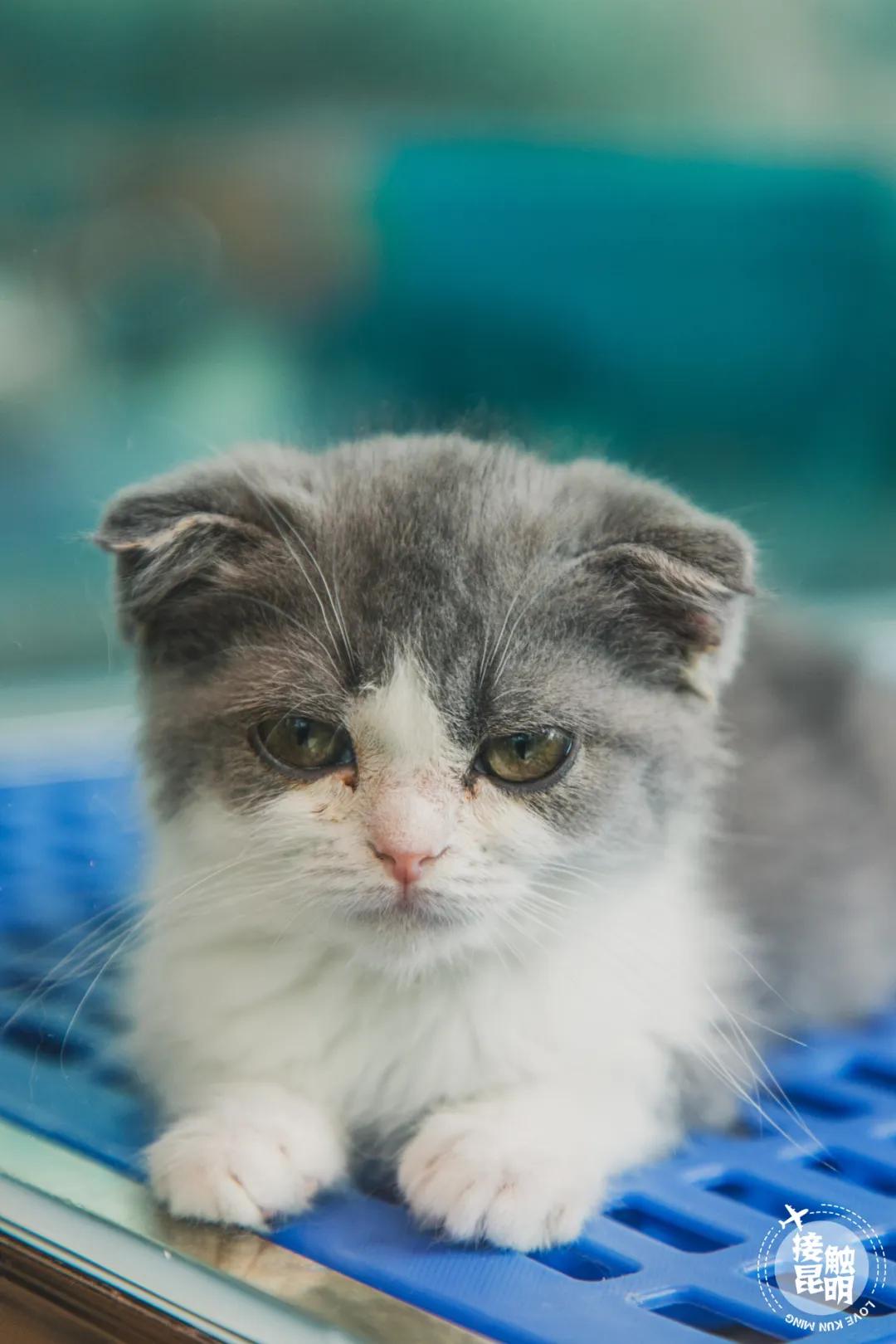 逛逛园博花鸟市场,园博花鸟市场攻略
