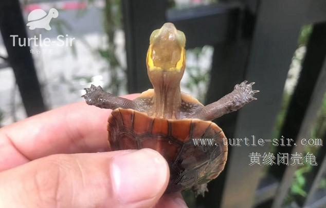 黄缘闭壳龟肠炎怎么办,黄缘闭壳龟肠胃