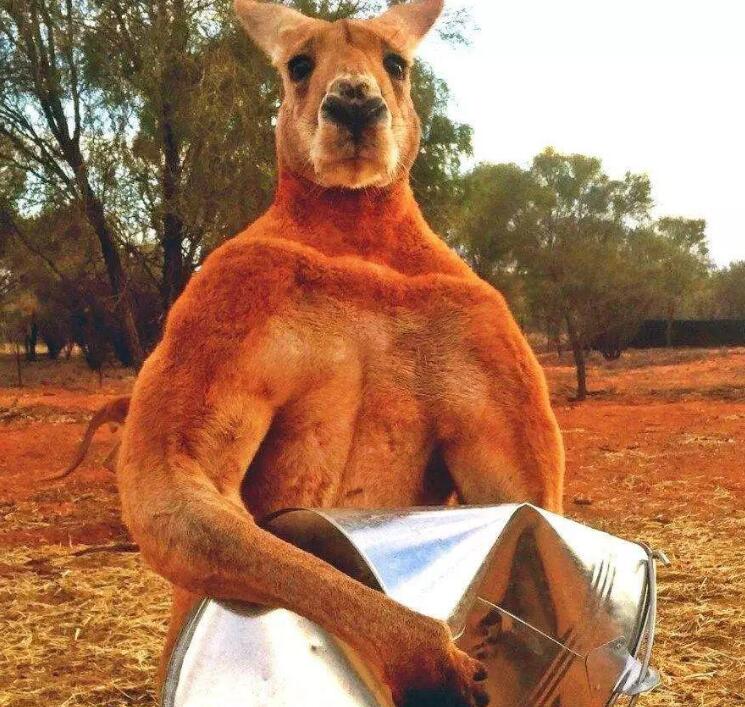 澳洲袋鼠大战,澳大利亚满大街的袋鼠