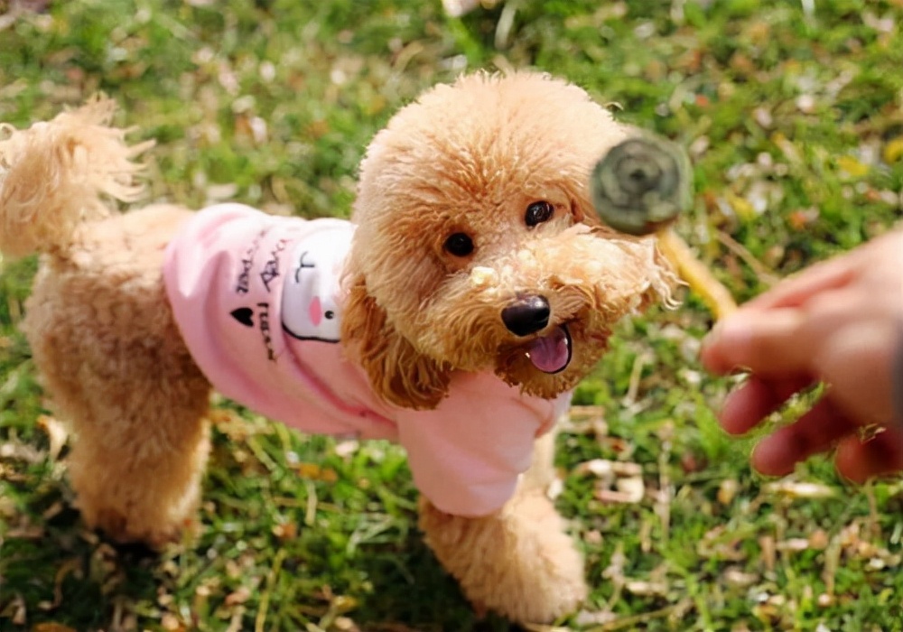 泰迪狗来月经几天能配狗,有宠物狗来家怎么办