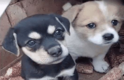 新疆纯正血统土狗,纯正土狗养殖方法