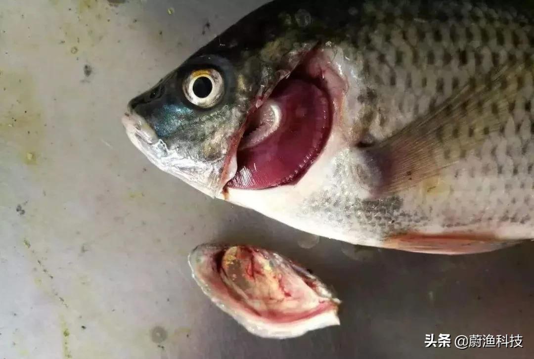 鲤鱼烂鳃多长时间可以好,鲤鱼得了烂鳞病怎么治