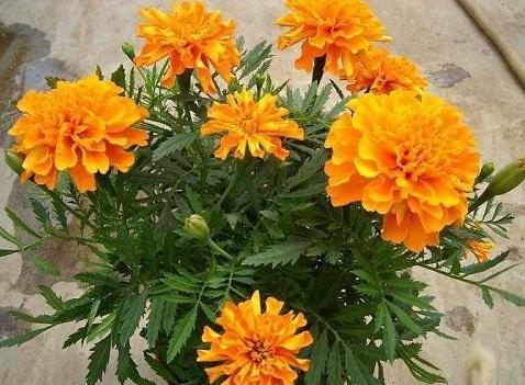 家里的盆栽花发臭该怎么办？自制4种香味肥，用了没异味