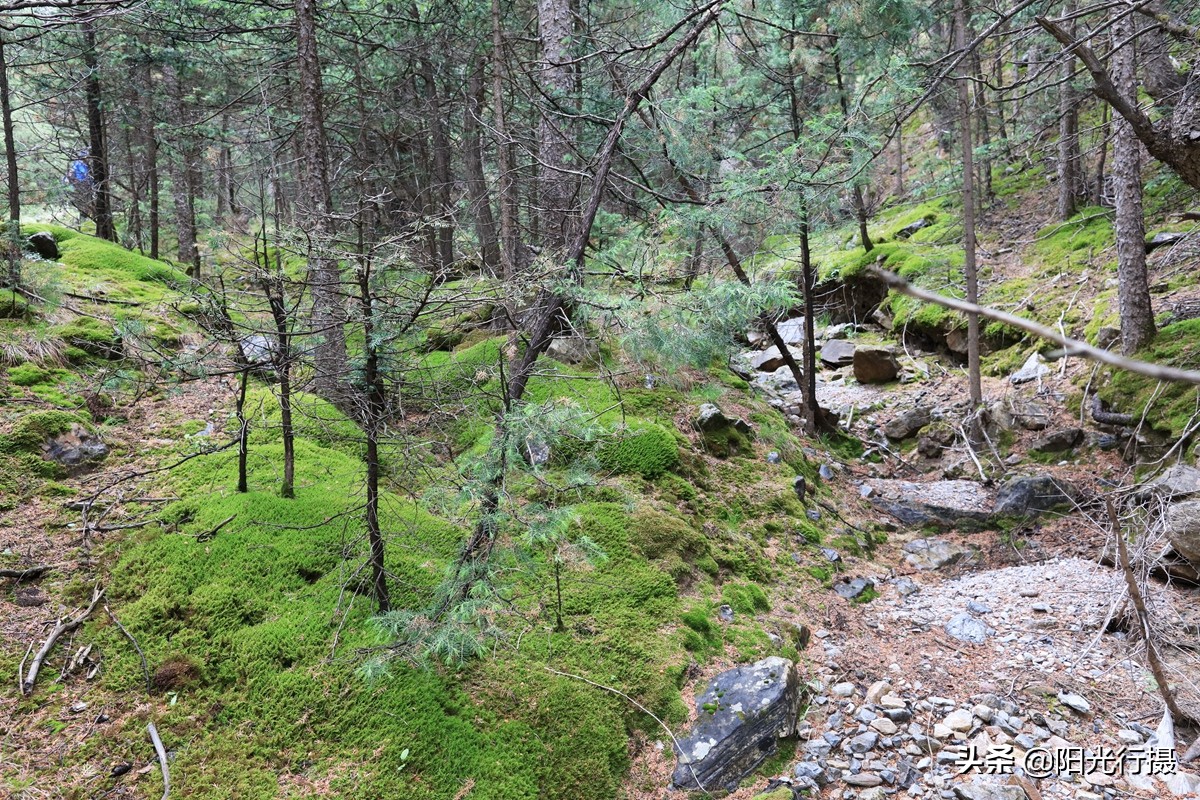 静谧森林和沙漠交界处,静谧森林红色石头