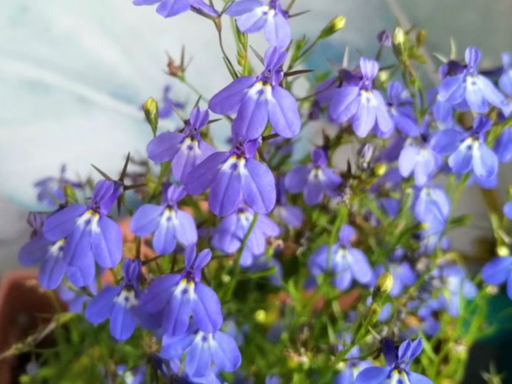 怕高温的六倍利夏季如何开爆盆？创造合适条件，从夏开到秋不难