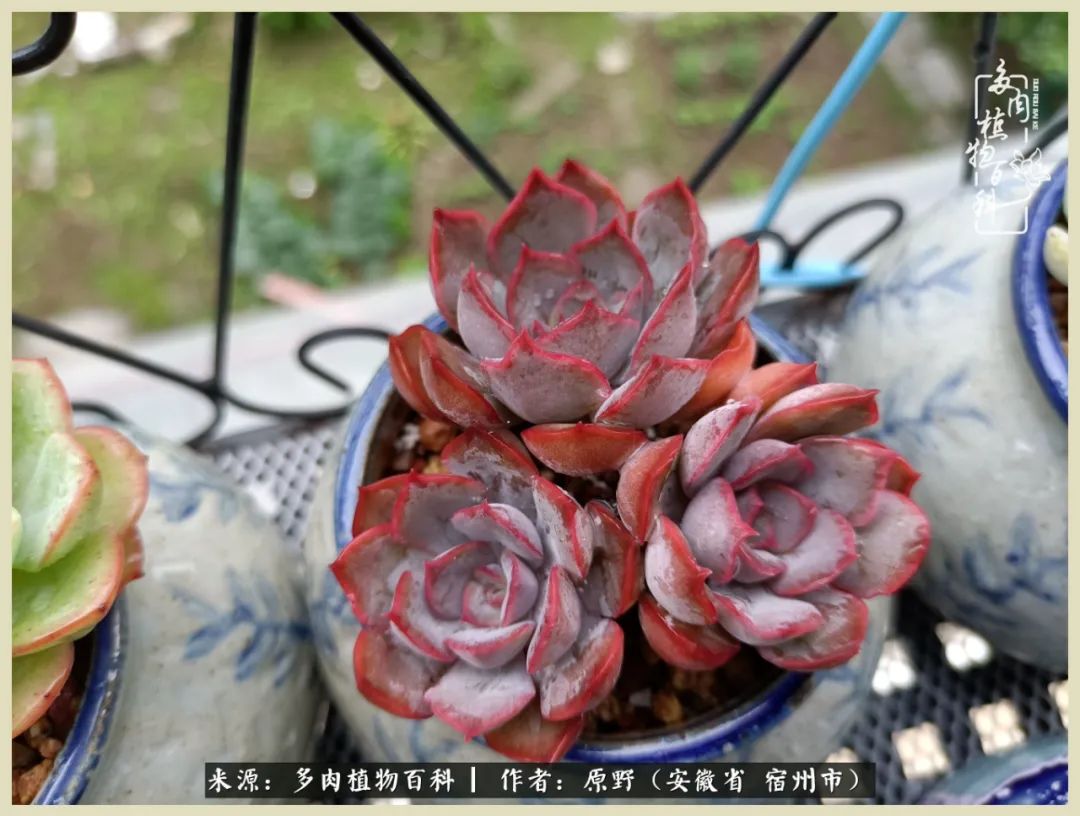 梅雨袭，酷暑至，多肉进入历劫季