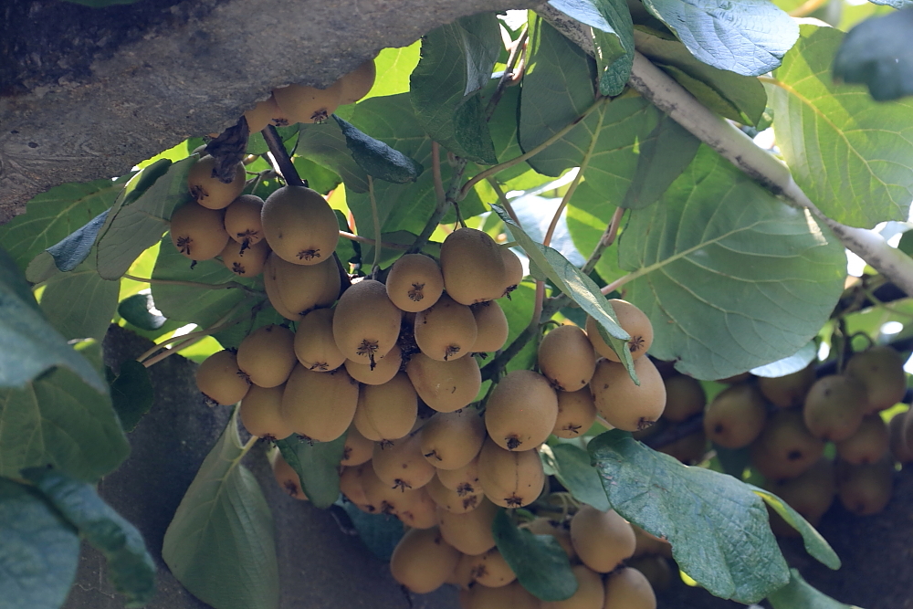 植物园的景；青山吹奏《红河谷》（F调）半音阶口琴演奏第二版