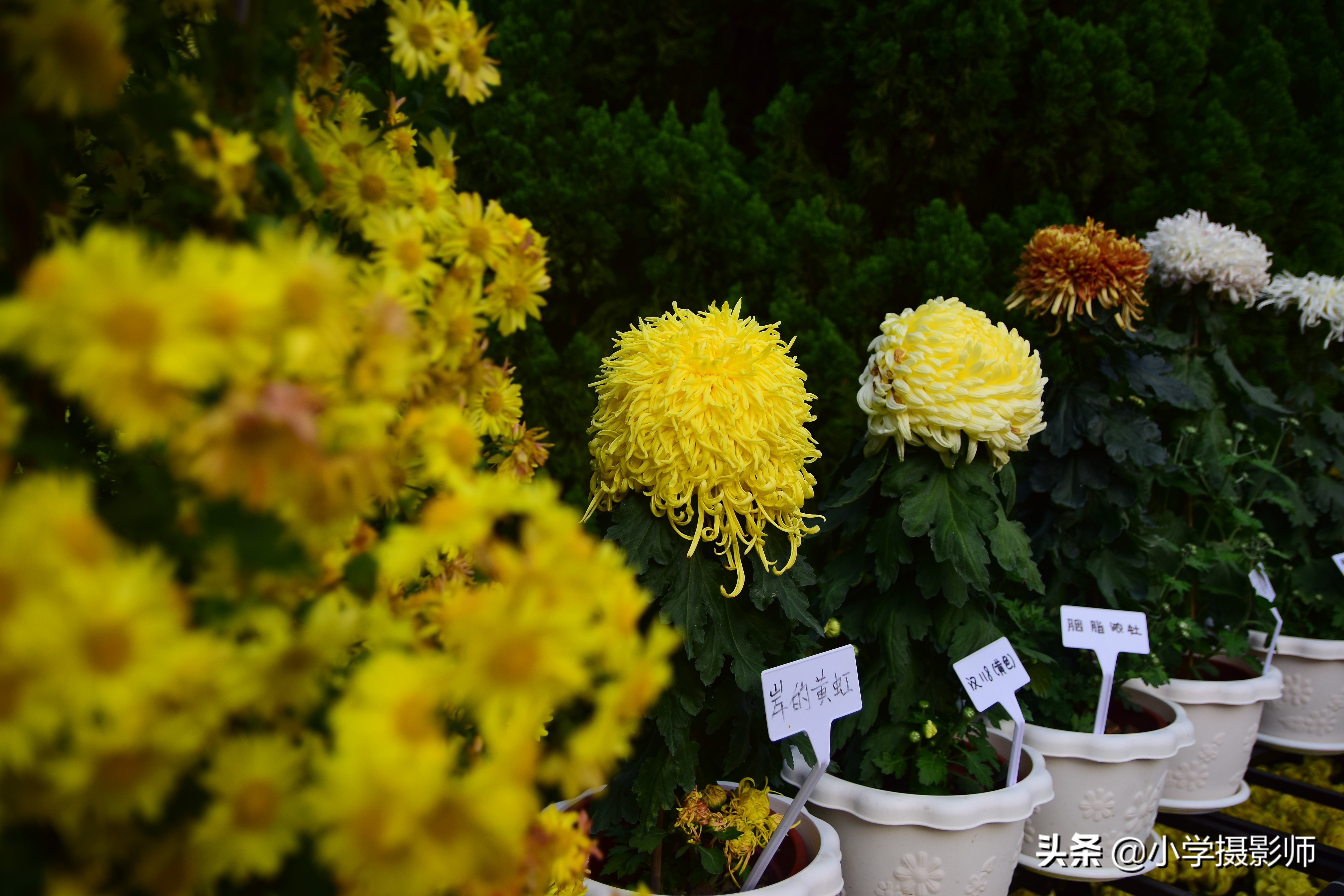 适马17-50f2.8多少钱,适马17-50f2.8多少价格合适