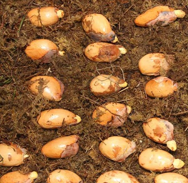 榴莲吃半个月会怎样,榴莲种子放冰箱保鲜里能种吗