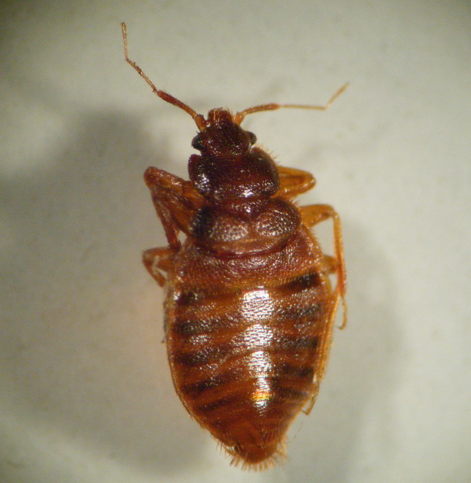 家里出现臭虫怎么办,家里出现屁甲虫怎么办