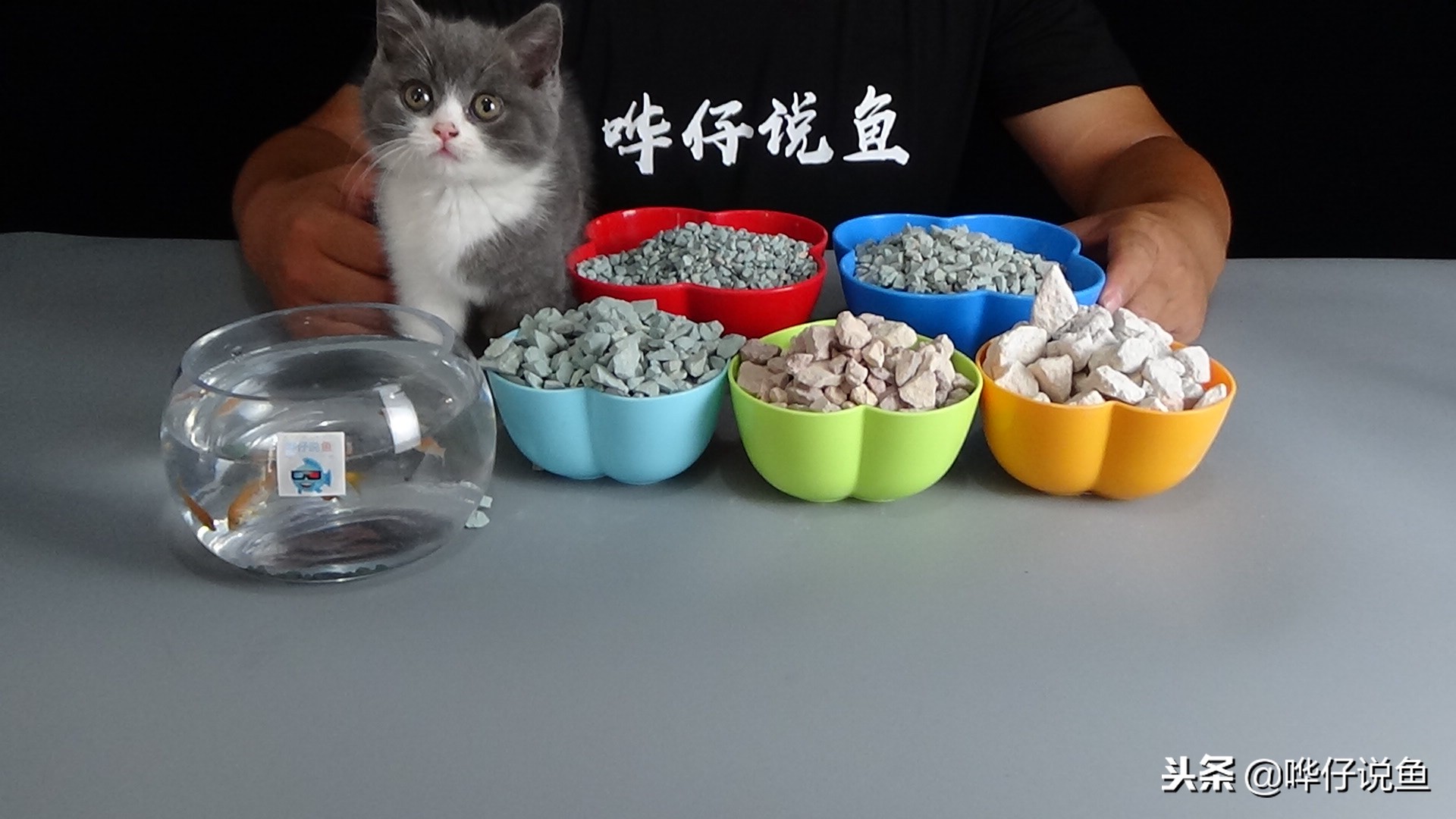 霸气侧漏的龙鱼，雍容华贵的锦鲤，谁是观赏鱼的王者？