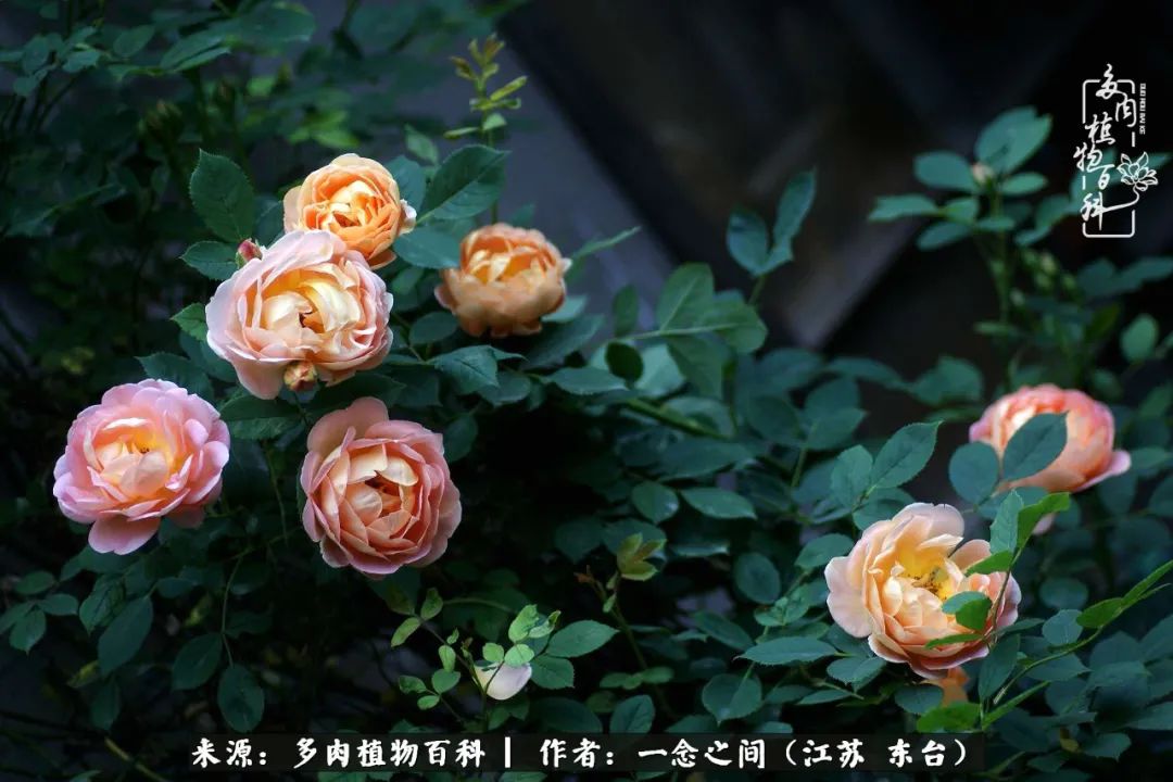 遇见花开蓝莓糖,遇见花开蔬菜沙拉酱