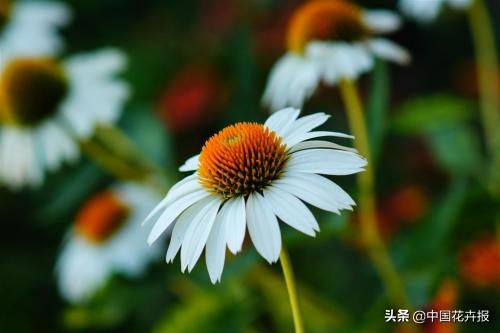 花园必备植物大全,花园常用植物科普