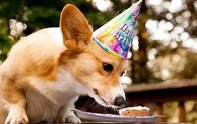 狗狗有泪痕可以用氯霉素眼药水吗,狗狗泪痕的有效处理方法