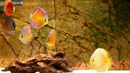 怎么养七彩神仙鱼苗子,如何养好七彩神仙鱼