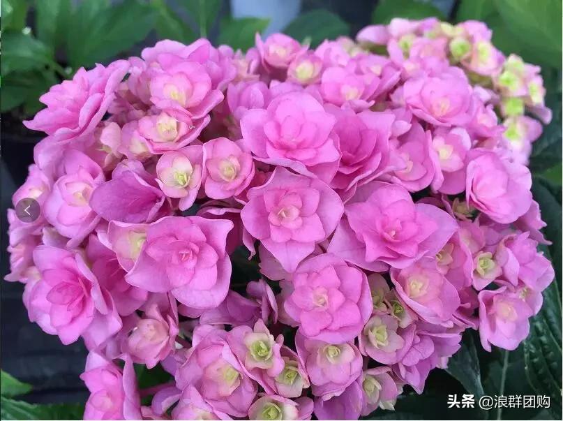 十种好看的绣球,最好看的绣球花视频