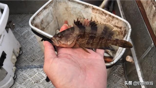 出海钓石九公船竿怎么配,出海钓石斑鱼方法与技巧