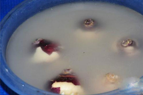 水培风信子可以转为土养吗,风信子水培如何繁殖