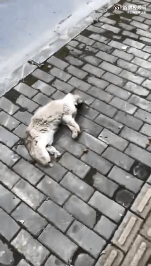 上海猫贩子扔出几十只病重品种猫,上海后院猫舍丢弃50多只病猫