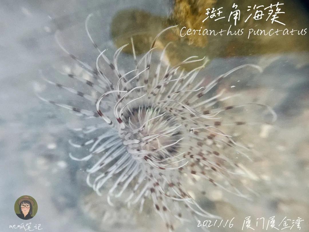 鼓浪屿赶海抓虫,鼓浪屿赶海佛手螺