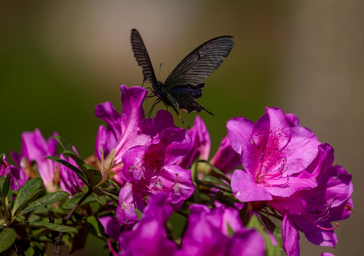 莲峰云雾山,仙溪云雾山