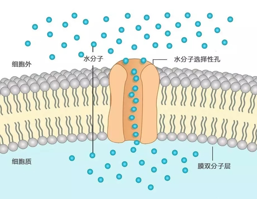 皮肤好是怎么做到的,皮肤好的第一步