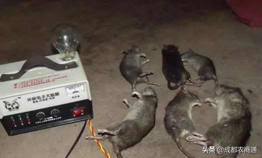 防治鼠害,鼠害的防治方法