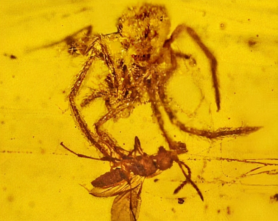 我国发现奇异福建龙化石在哪里,云南发现奇异罗平龙化石