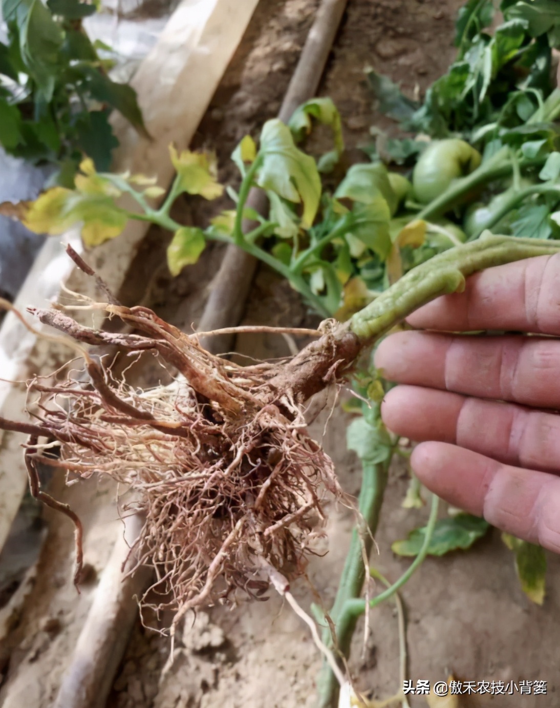 农作物灌根用什么杀菌药效果好,阿维菌素灌根可以防治哪些病害