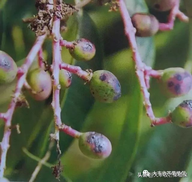 芒果黑心病要了果农的命啊，到底该怎么防治？？？？？