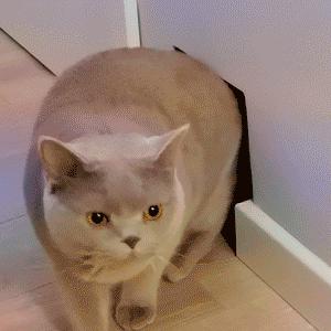 打造人宠共乐的家—“铲S官”的装修笔记