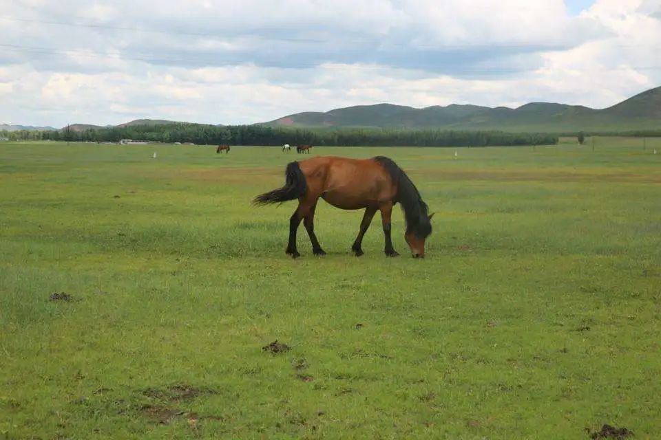 突然想去新疆旅游,突然好想去呼伦贝尔