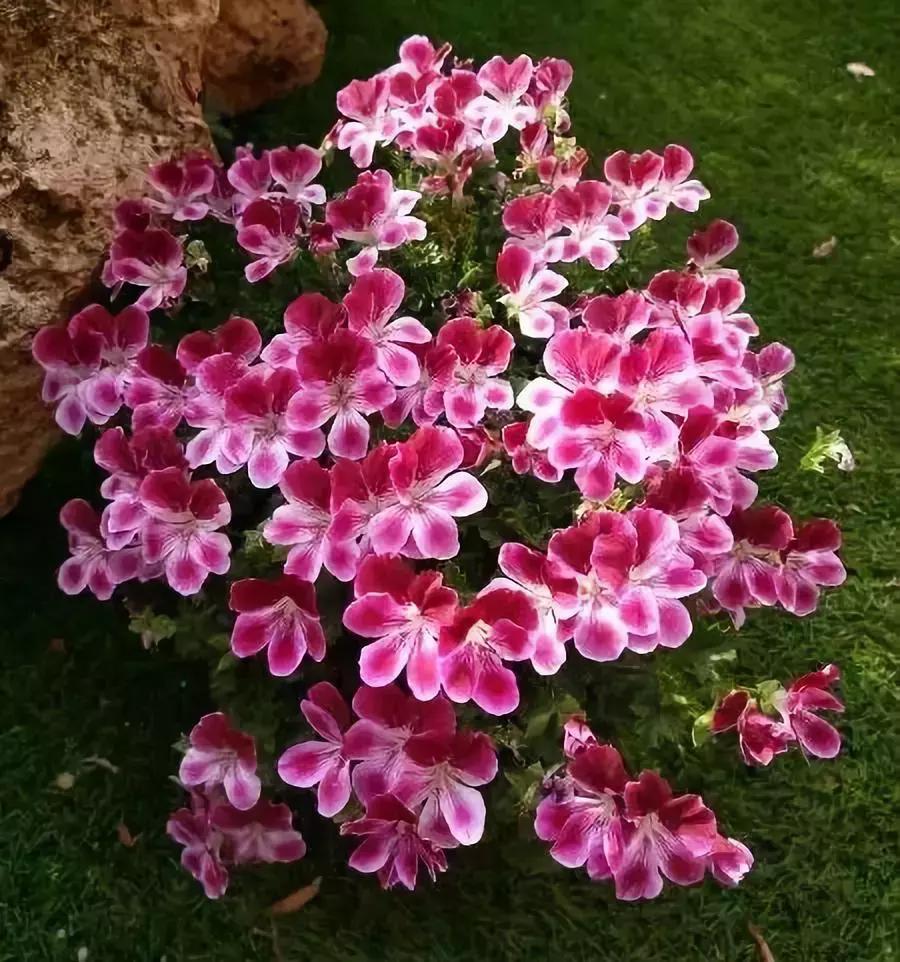 100种百花图谱大全,好书推荐快来领取你的宝藏书单