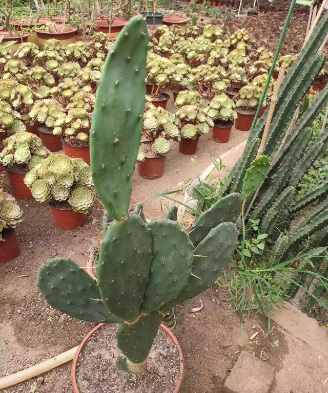 仙人掌养得干瘪瘦弱?小花匠用这方法,个个掌片半米长,宽大肥厚