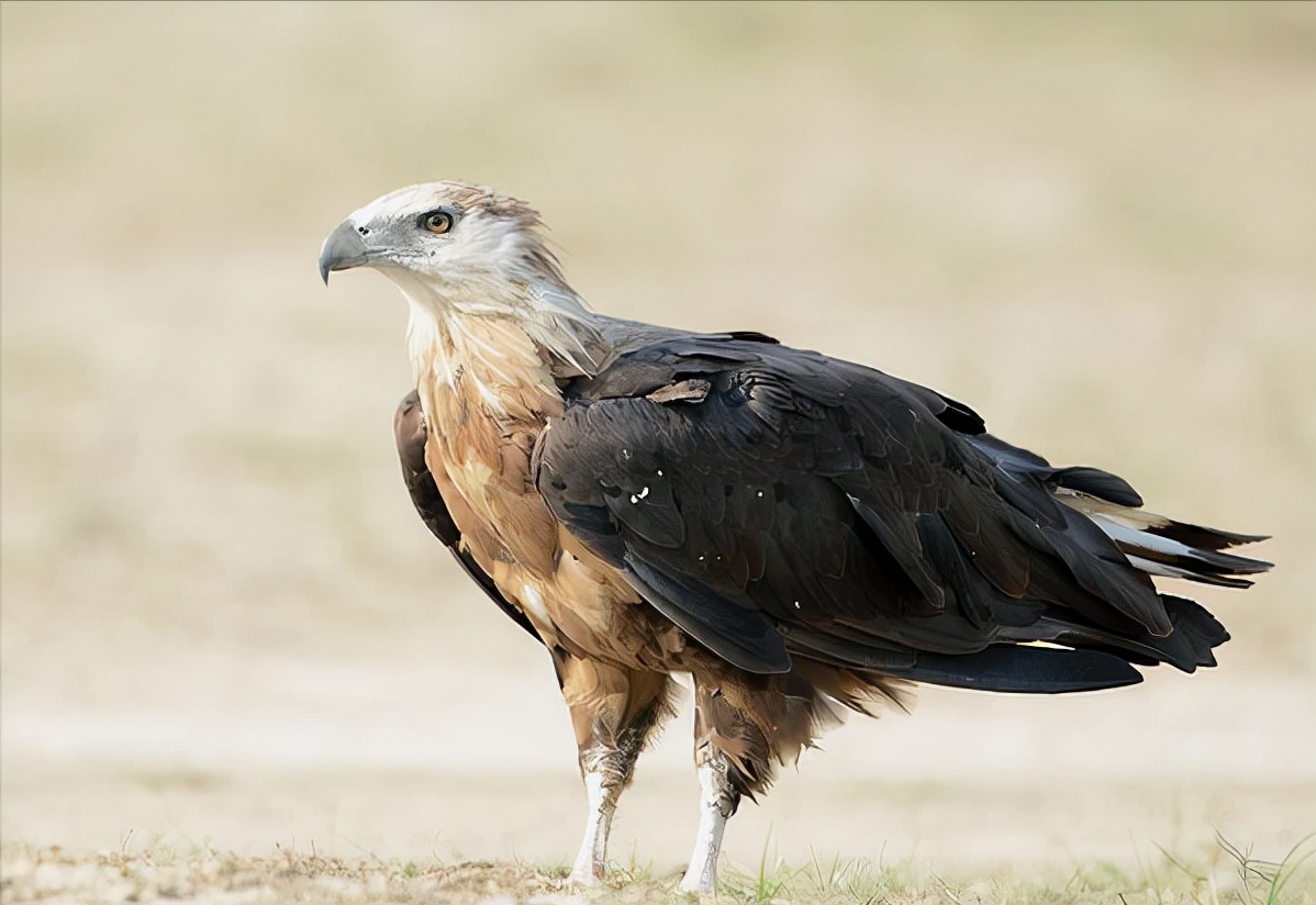 东江揽胜:收集常见鸟类图谱之猛禽篇,摄鸟人自留地,建议收藏