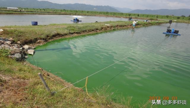 蓝藻过多对水体的影响,蓝藻爆发能不能补肥水