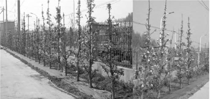 柱状梨修剪技术视频,柱状苹果修剪方法