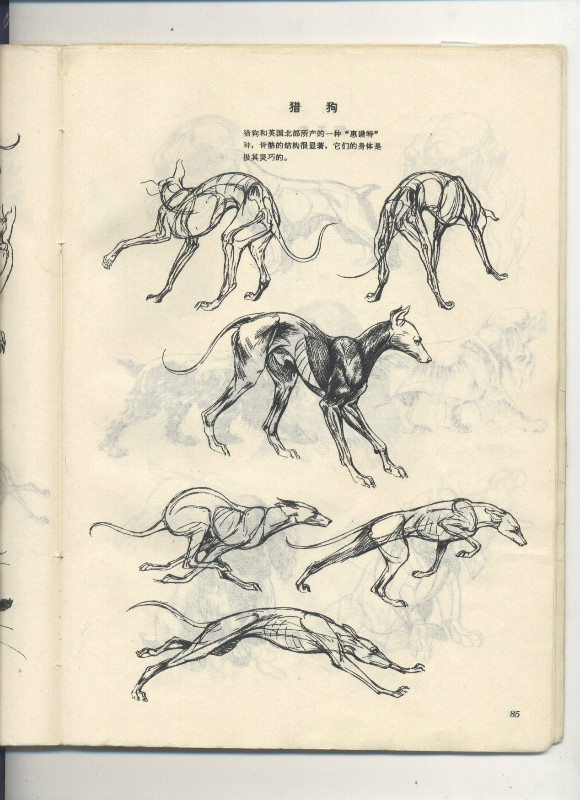 一百幅动物素描,近百幅动物画