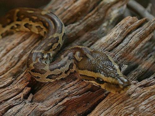 非洲最大的蛇体长可超7米，在蜜獾眼皮底下这蛇怎么长这么大个的