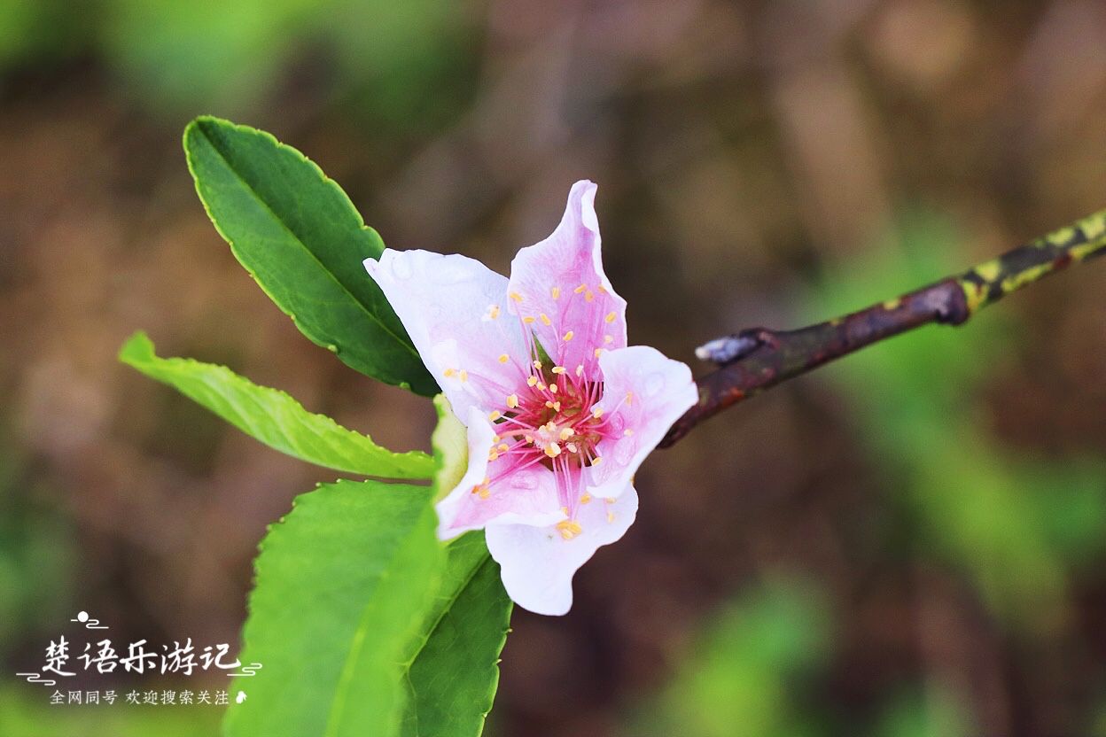 浙江宁波古村图片,浙江宁波有一个古村依山傍水