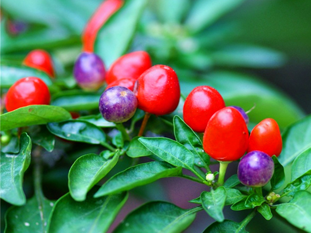 盆栽辣椒不结是怎么回事,盆栽辣椒只开花不结果怎么回事